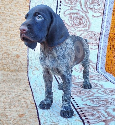 Щенок дратхаар